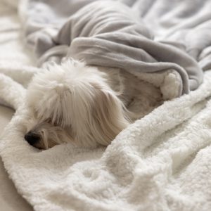 iPhone-13-12-Pro-Max-–-11-10.jpg